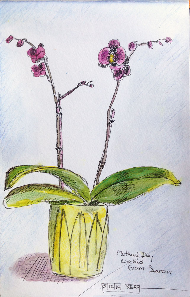 Orchid-Plant